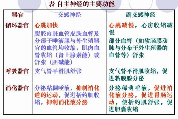 自主神经的主要功能.jpg
