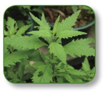 pagenumber_ebook=158,pagenumber_book=145