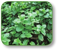 pagenumber_ebook=27,pagenumber_book=14