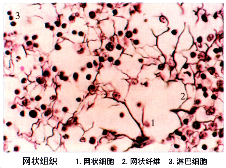 网状组织.jpg