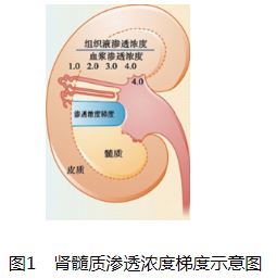 图1 肾髓质渗透浓度梯度示意图.JPG
