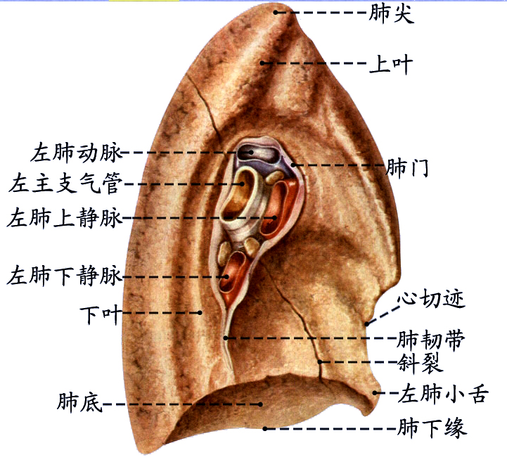左肺内侧面.jpg