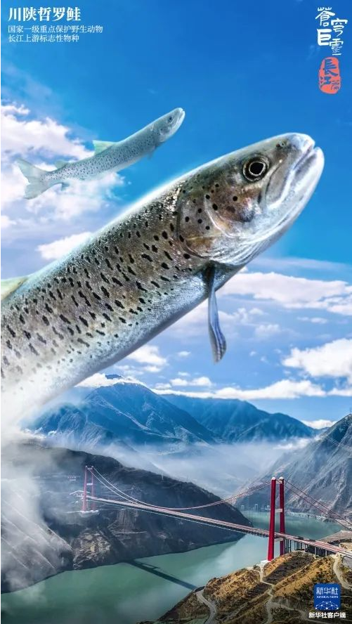 image image.png?v=1763569565657