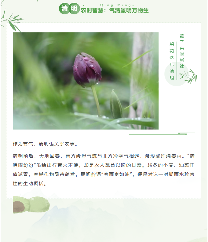 image.png?v=1775247273175