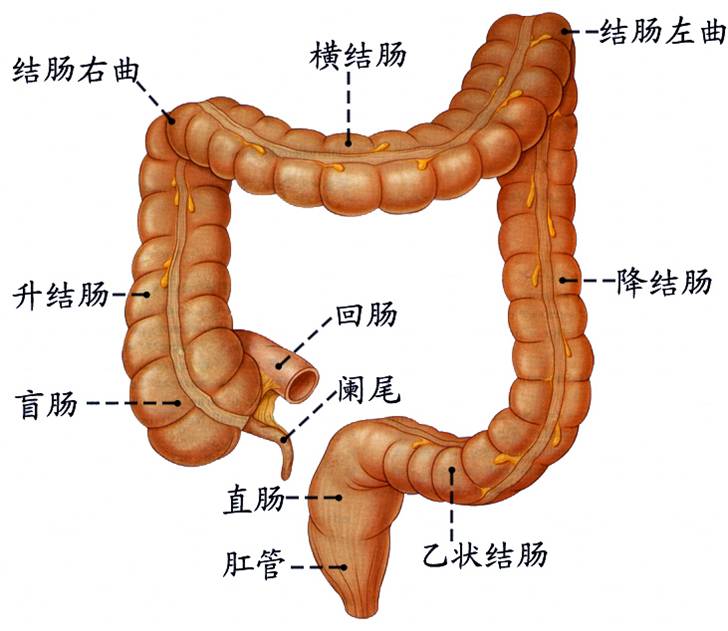 大肠3.jpg