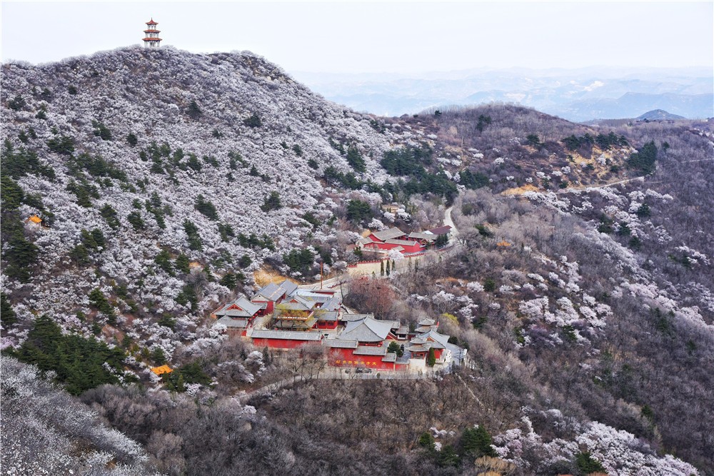 山寺桃花-原海春