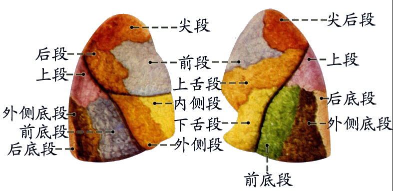 肺段1.jpg