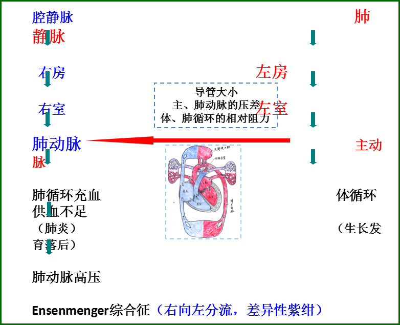 动脉导管未闭:血流动力学