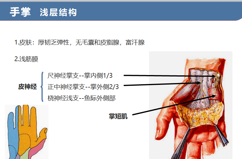 8.34 手掌的层次1,2.png