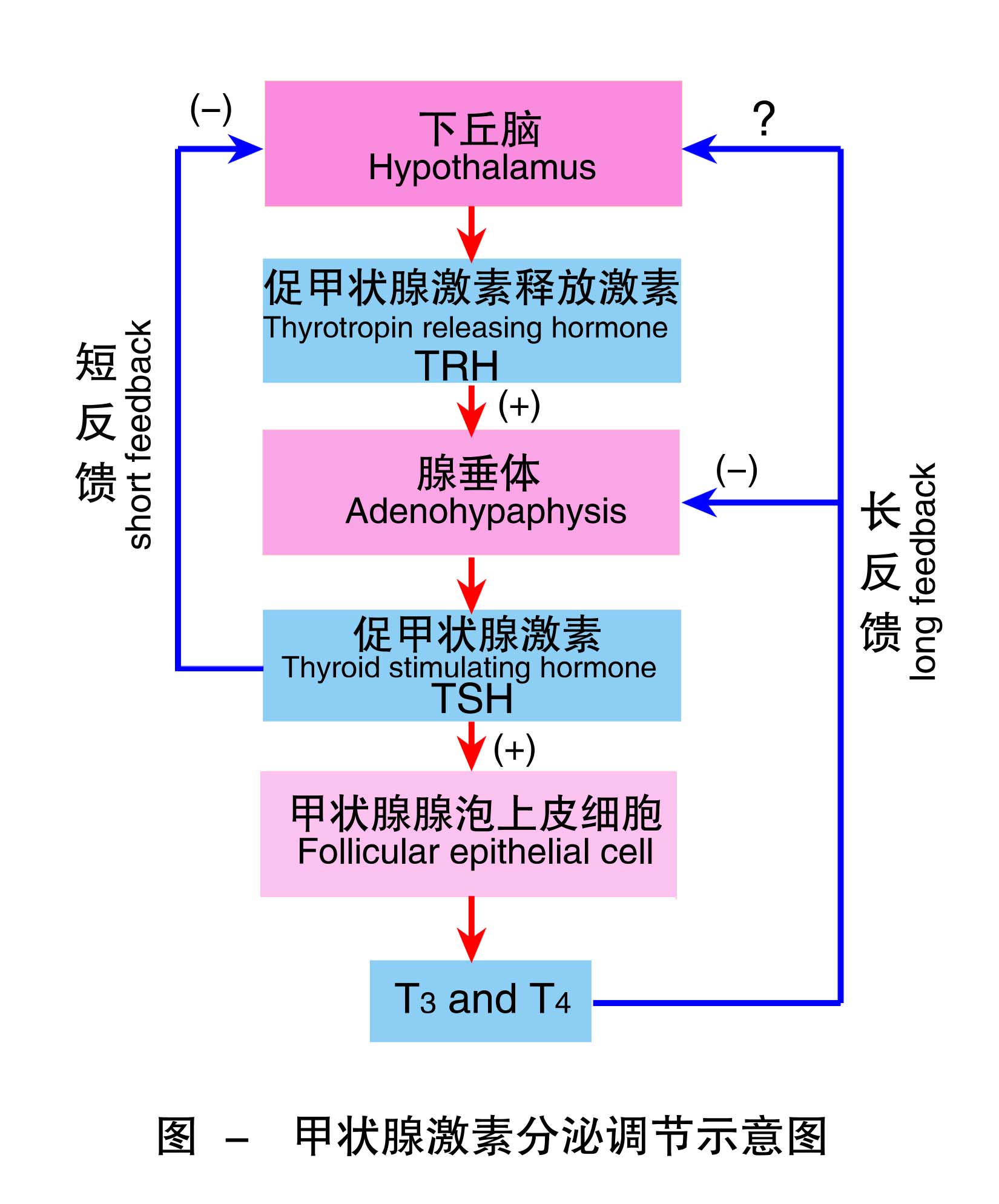 8-甲状腺激素分泌调节示意图 .jpg