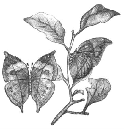 pagenumber_ebook=63,pagenumber_book=47