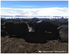 image.png?v=1765669429888