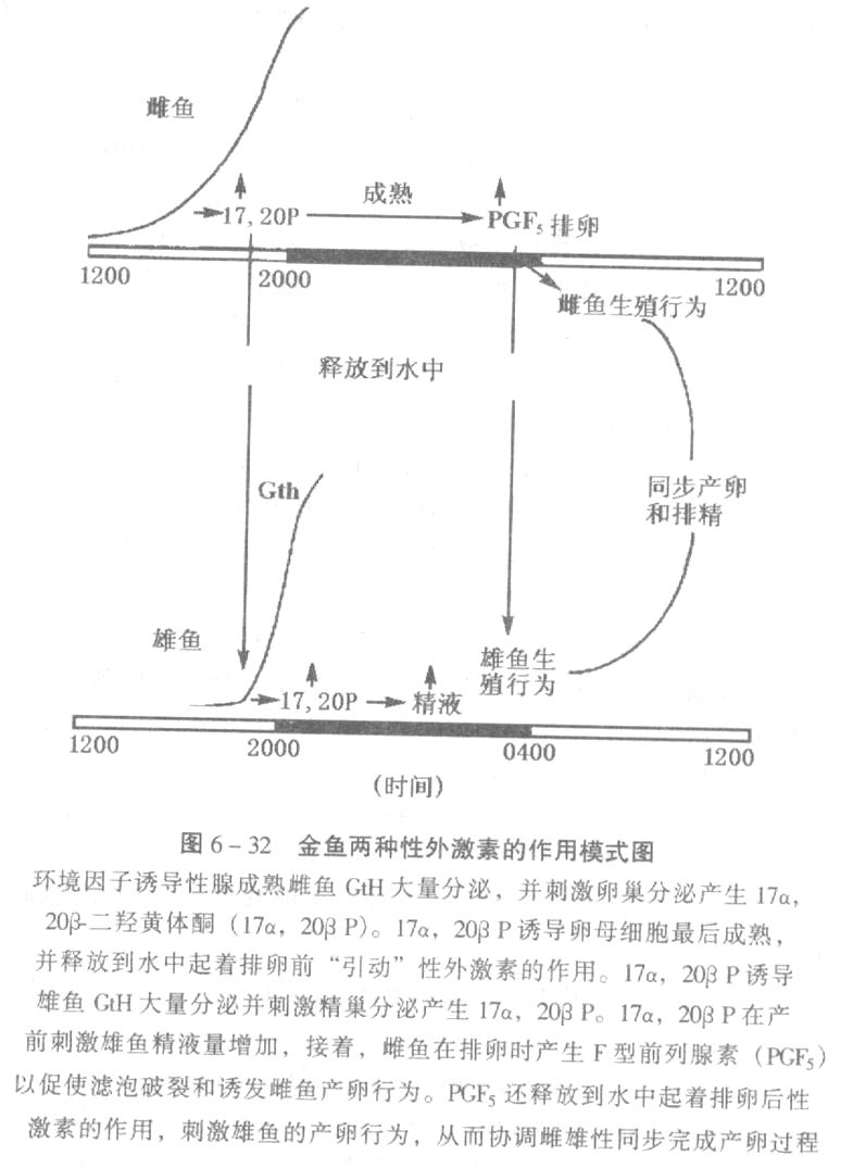 金鱼两种性外激素的作用模式图.jpg