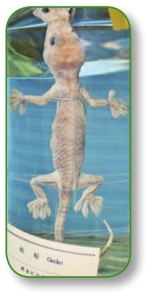 pagenumber_ebook=271,pagenumber_book=258