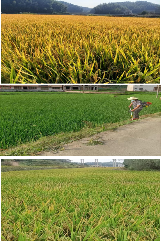 图片 9 图片 9.png