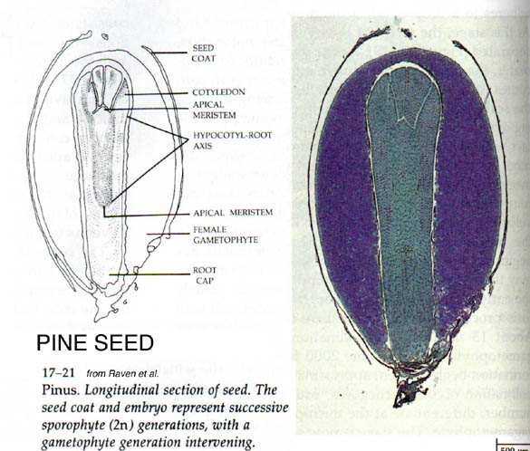 Pine seed4.jpg