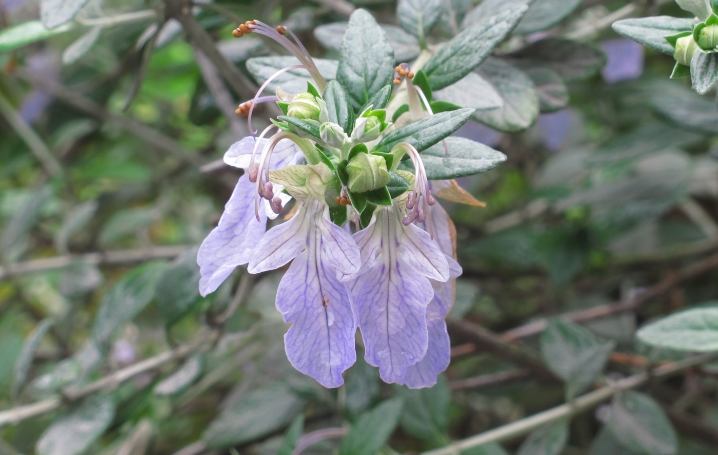 网站首页 观赏植物识别答案 题目详情 题目【单选题】 蔷薇形花冠 b.