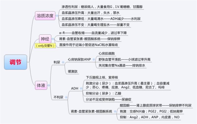 泌尿调节.jpg