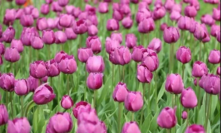 微信图片_20210329153639 微信图片_20210329153639.jpg