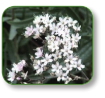 pagenumber_ebook=80,pagenumber_book=67