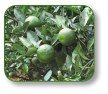 pagenumber_ebook=137,pagenumber_book=124