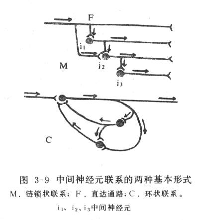 神经元的链锁状联系和环式联系.jpg