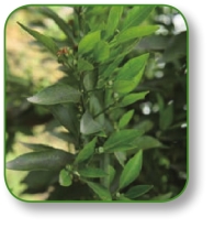 pagenumber_ebook=136,pagenumber_book=123