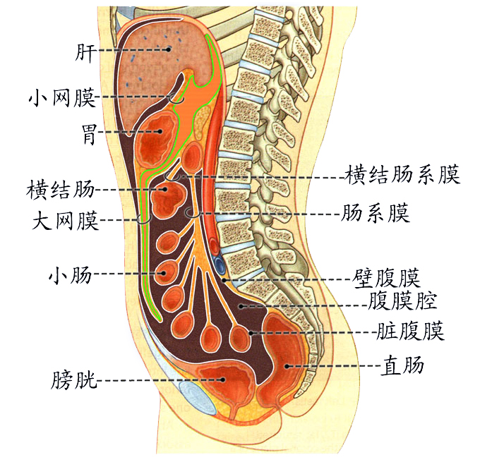 腹膜.jpg