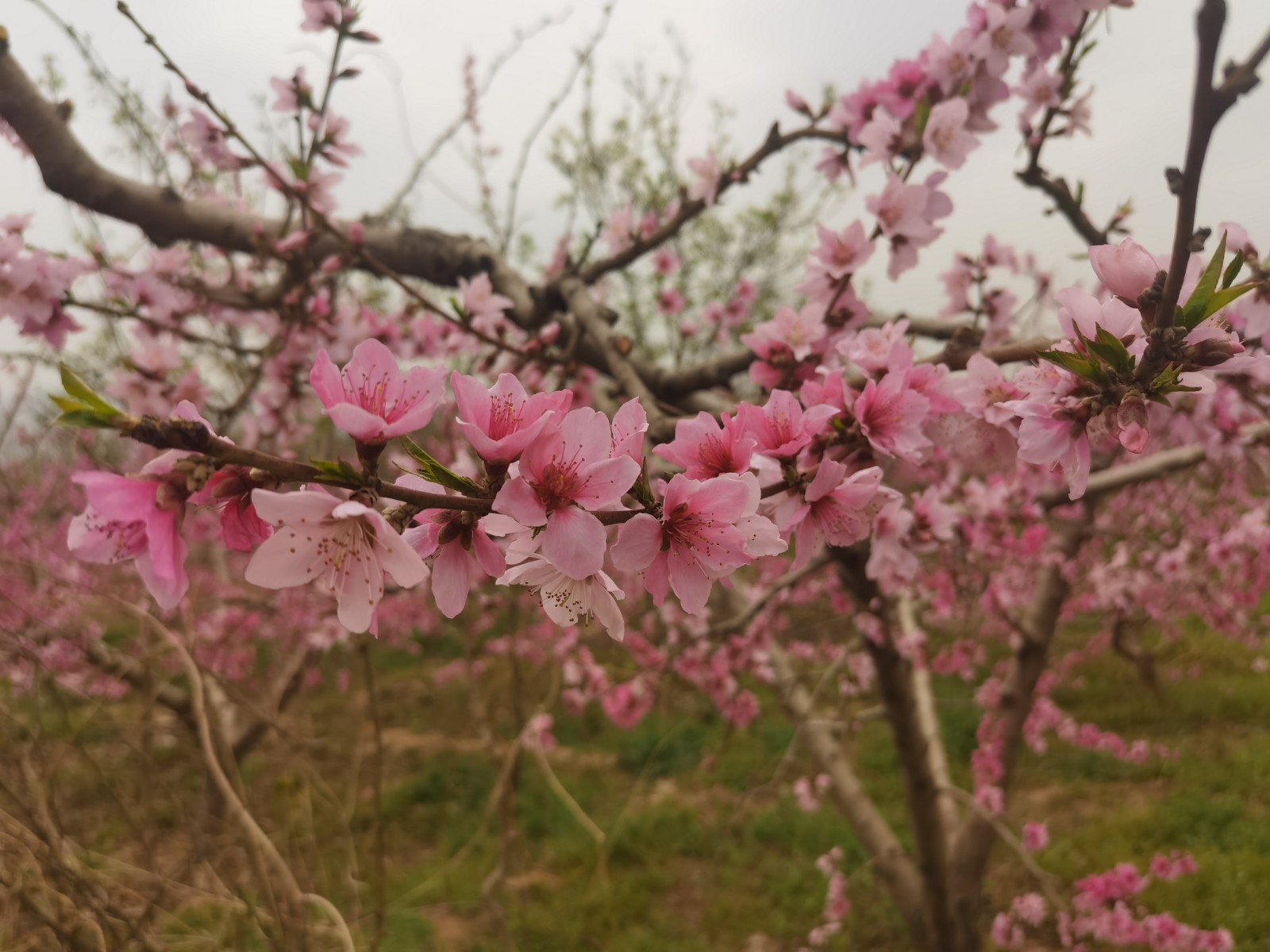 微信图片_2022033108510311