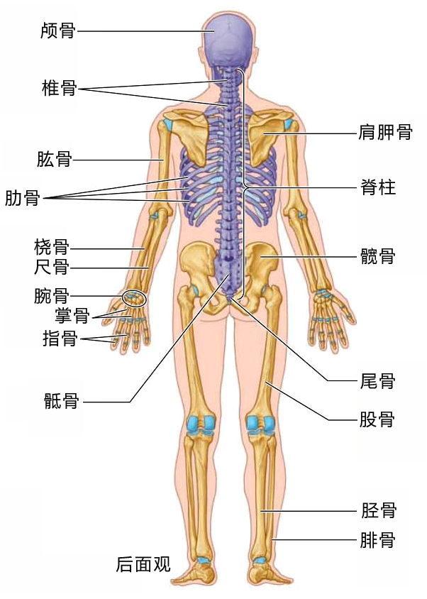 骨骼后面.jpg