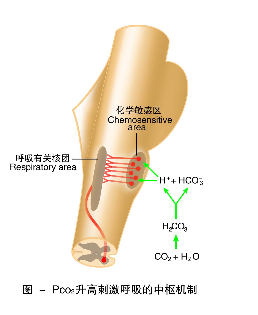 26-PCO2升高刺激呼吸的中枢机制.jpg