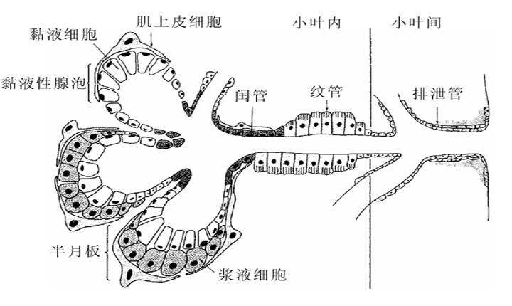 6.1-1 唾液腺分泌单位结构模式图.jpg