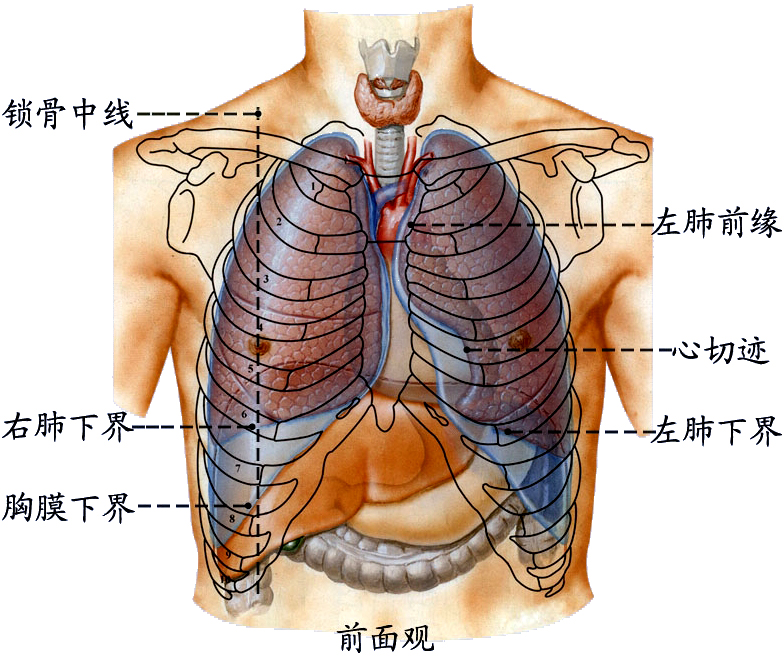 肺和胸膜投影2.jpg