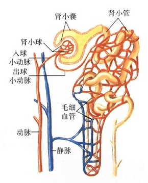 肾单位和泌尿小管.jpg