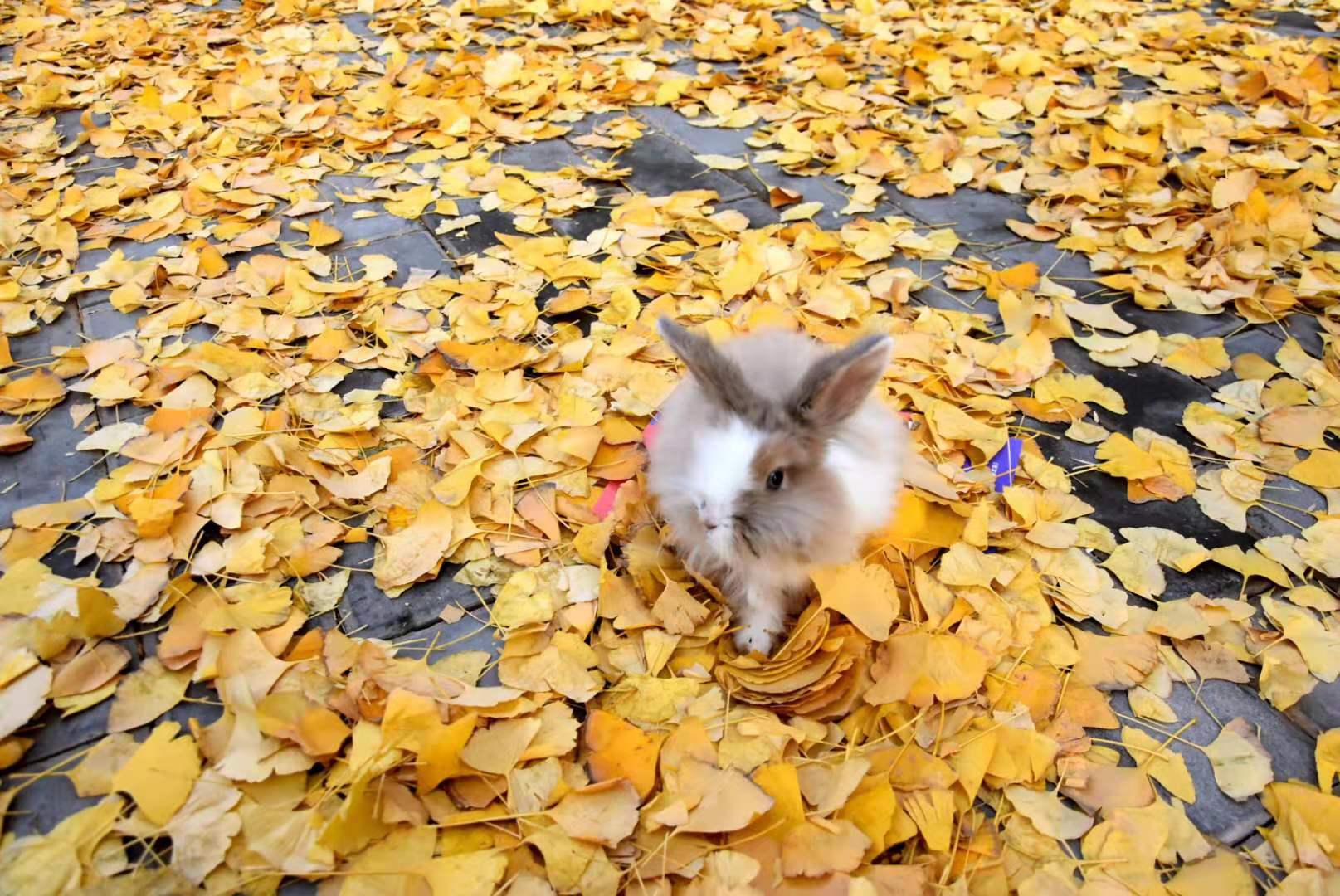 微信图片_202012142005353