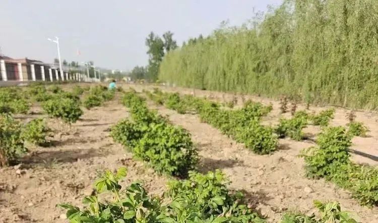 0d40bff7e262dd6c146282930c06b8f5_640_wx_fmt=jpeg&wxfrom=5&wx_lazy=1&wx_co=1 0d40bff7e262dd6c146282930c06b8f5_640_wx_fmt=jpeg&wxfrom=5&wx_lazy=1&wx_co=1.jpg