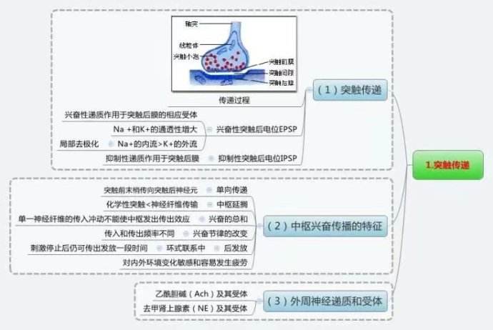 突触.jpg