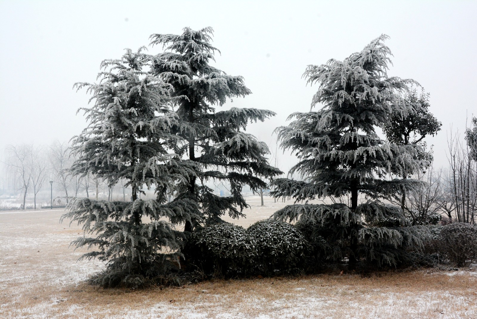 张跃军《雪松》13939398930