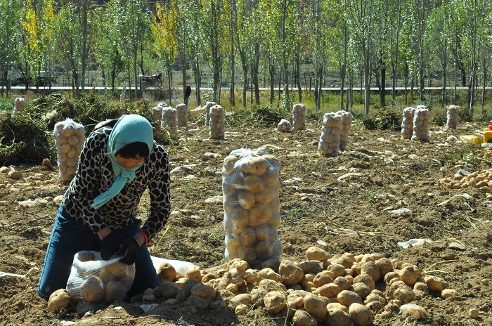 作品名称《金蛋蛋》 作者 李茂德  联系电话13994553636.jpg