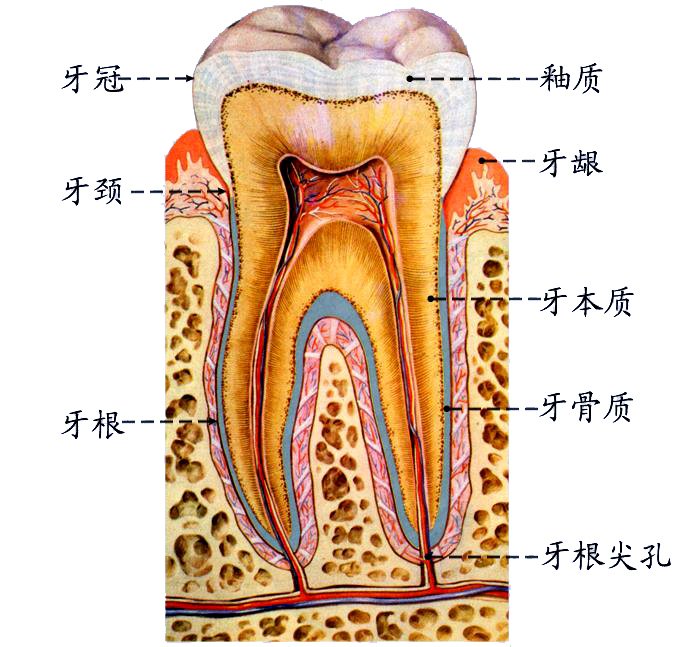 牙的构造.JPG