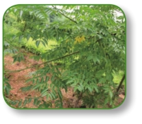 pagenumber_ebook=155,pagenumber_book=142