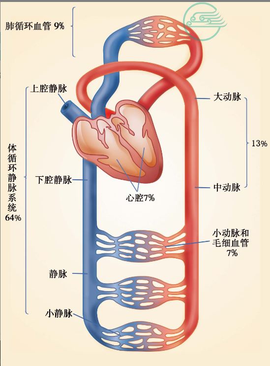 心血管系统内的血液分布.JPG