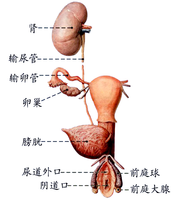 女泌尿生殖.JPG