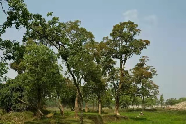 5 5.png?v=1765771983196