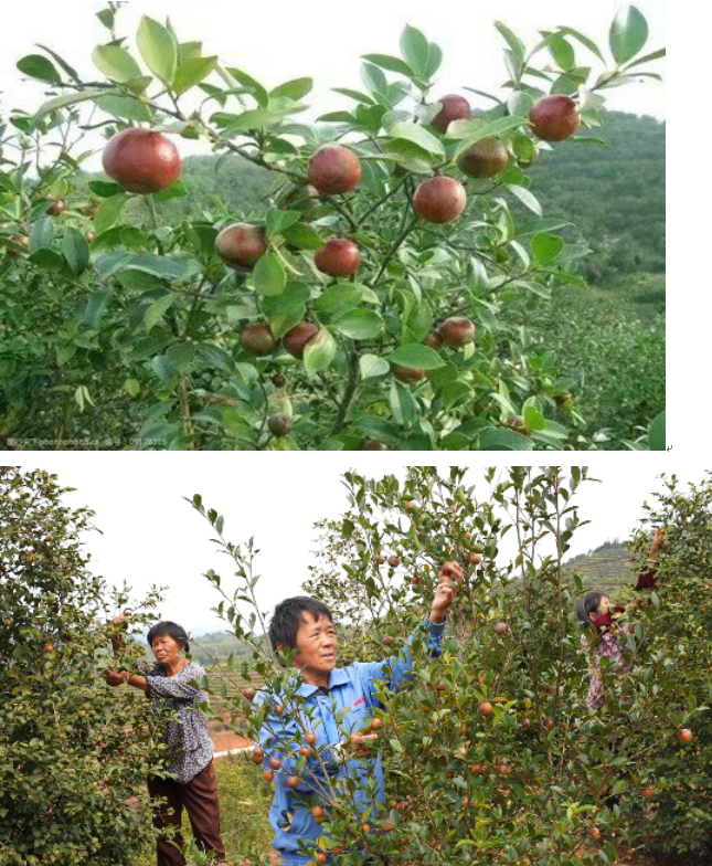 1732182701469 1732182701469.png