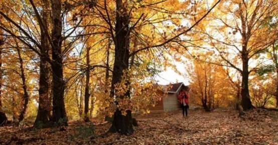 A24.jpg?v=1763520868647