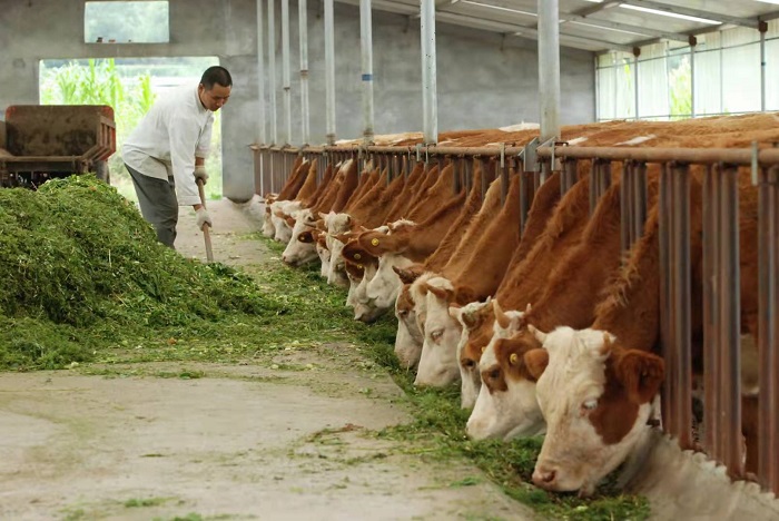 奋斗路上牛劲十足 刘海篆 奋斗路上牛劲十足 刘海篆.jpg