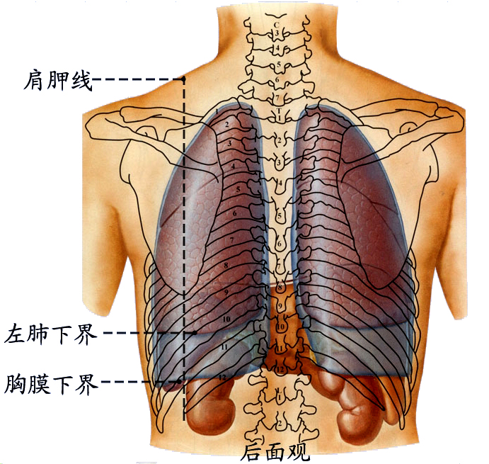 肺和胸膜投影21.jpg