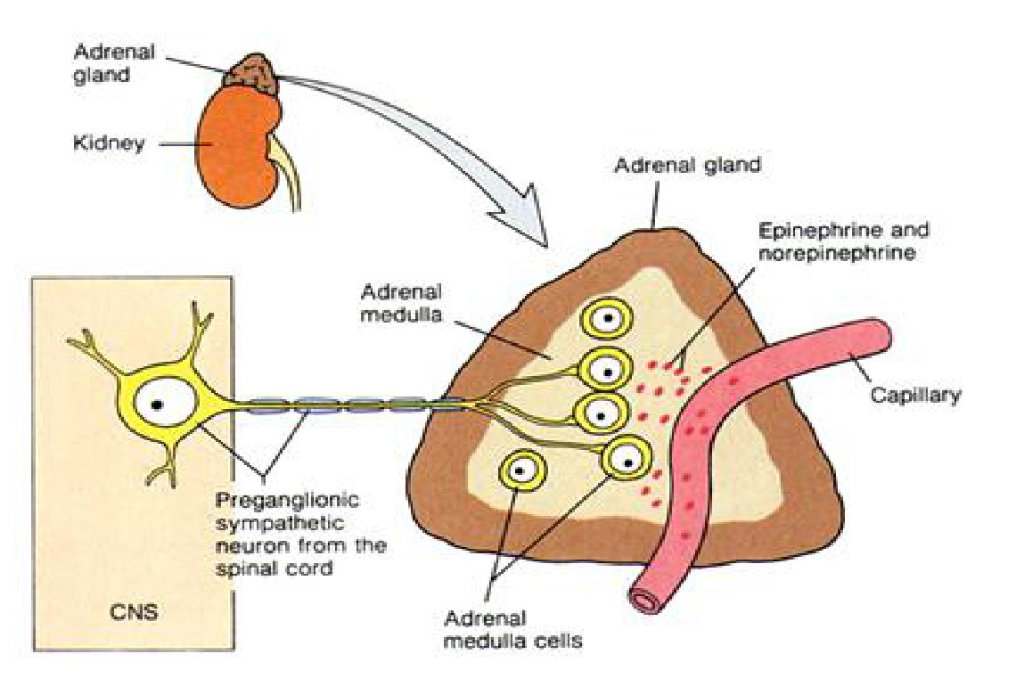 肾上腺髓质的神经支配.jpg