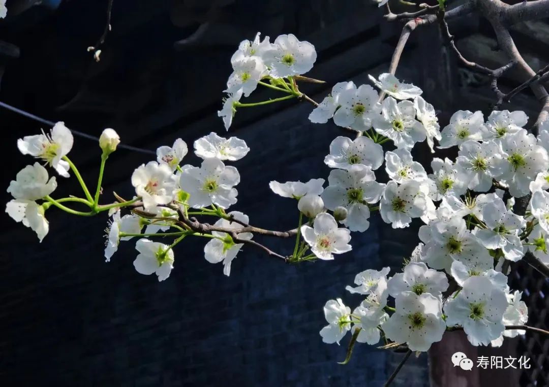 1c9fd9938b9a18b45b74de2318399d96_640_wx_fmt=jpeg&wxfrom=5&wx_lazy=1&wx_co=1 1c9fd9938b9a18b45b74de2318399d96_640_wx_fmt=jpeg&wxfrom=5&wx_lazy=1&wx_co=1.jpg